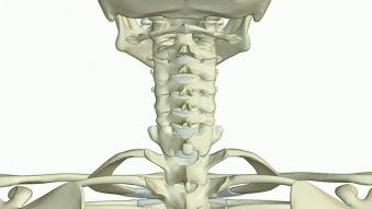 Vertebres cervicales 2